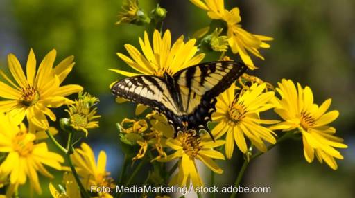 Im Bild eine Silphie-Blume, auf dem ein Schwalbenschanz-Schmetterling sitzt, eine Unternehmensinitiative will biodiversitätsfördernde Agri-PV fördern.