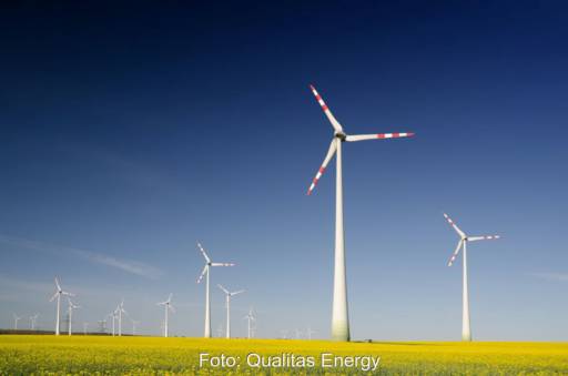 Ein Windpark auf einer Fläche mit gelb blühenden Pflanzen.