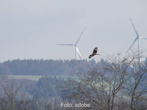 Rotmilan vor Windrad. Windenergie, Vogelschutz, Naturschutz