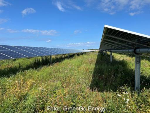 Freiflächen-PV-Anlage über einer blühenden Wiese