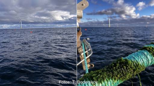 Im Bild ein Foto des Offshore-Windpark Kriegers Flak und ein Foto von der Algenaussaat für die Algenzucht.