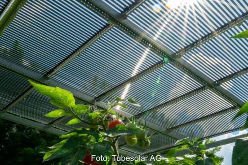 Die Photovoltaik-Röhrenmodule von Tubesolar über einem Tomatenfeld sind eine typische Agri-Photovoltaik-Anwendung.
