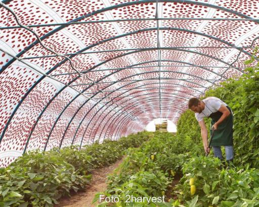 Ein Gärtner mit Pflanzen in einem Gewächshaus unter einer rotgepunkteten durchsichtigen Folie.