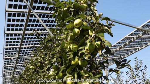 Äpfel unter Photovoltaik-Dach: Agri-PV Pilotprojekt in Haidegg in der Steiermark