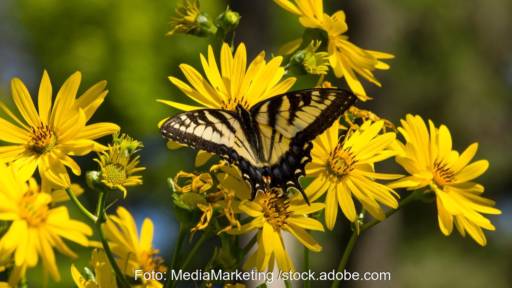 Gelbe Blüten, auf einer Sitzt ein gelb-schwarzer Schmetterling, Symbol für Energiepflanzen, Biogas, nachhaltig, Bioenergie, Anbaubiomasse