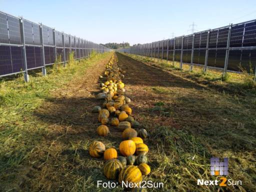 Reihe von Kürbissen zwischen vertikalen Agri-PV-Modulen.