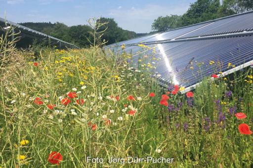 Blütenmeer zwischen Solarthermie-Kollektoren