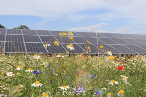 Im Hintergrund PV-Module, vorne eine bunte Blumenwiese mit Kamille und Klatschmohn - Artenvielfalt in Solarparks.