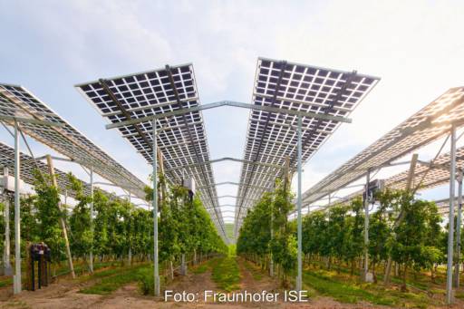 Agri-PV-Module hoch aufgeständert über Reihen einer Obstplantage mit Spalierobst.
