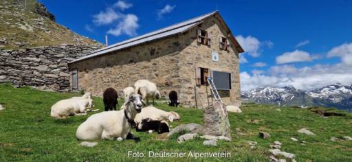 Alpenhütte mit weidenden Schafen im Vordergrund.