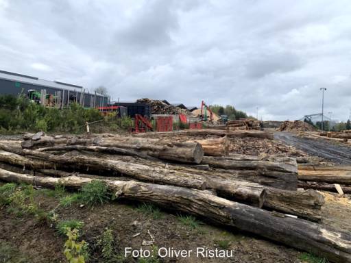 Holzlagerplatz mit Stämmen und Resten