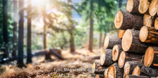 Im Bild ein Stapel Nadelholzstämme im Wald, Umweltorganisationen kritisieren die KfW-Finanzierung von Holzenergie in Serbien.