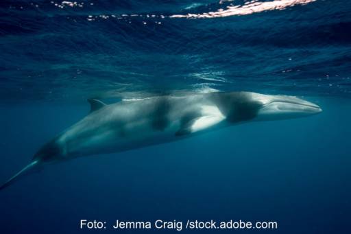 Unterwasseraufnahme von mit langer spitzer Schnauze, der an die Oberfläche kommt - der Zwergwal ist auch von der Energiewende betroffen.