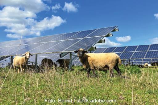 Schafe grasen vor und unter den Modulen einer Photovotaikfreiflächenanlage. Auch so können Solarenergiegebiete aussehen.