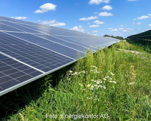 Solar-Freiflächenpark mit Wiese und blühenden Frühlingsblumen.