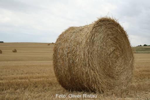 Strohballen auf einem Stoppelfeld im Spätsommer.