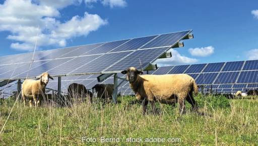 Im Bild Schafe im Solarpark, der Sonnenpark Halenbeck-Rohlsdorf ist die größte „biodiversitätsoptimierte“ PV-Anlage Deutschlands.