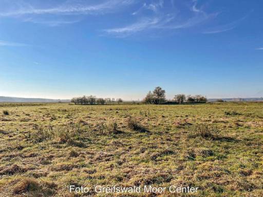 Trockene Moorlandschaft unter blauem Himmel.