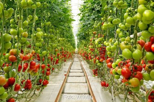 Gang durch ein Gewächshaus, rechts und links Tomaten