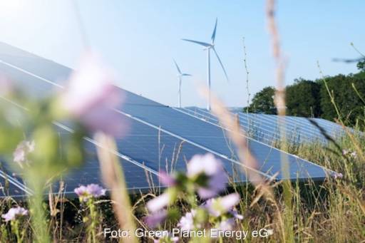 Photovoltaik-Modul aus Wiese mit Wildstaude im Vordergrund