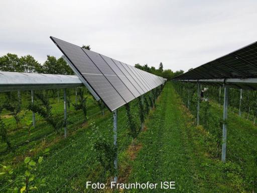 Agri-PV-Anlagen über jungen Apfelbäumen.