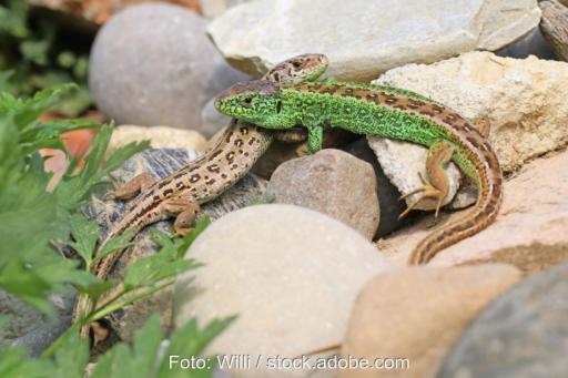 Zwei Zauneidechsen auf einem Steinhaufen.