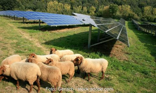 Im Bild Schafe vor Photovoltaik-Modulen, das Gesetz zur RED-III-Umsetzung soll Genehmigungsverfahren schneller machen.