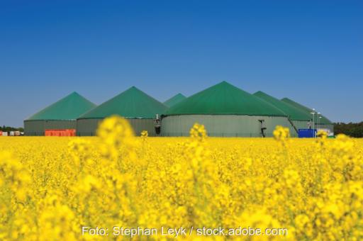 Im Vordergrund Raps, im Hingtergrund eine Biogas-Anlage.
