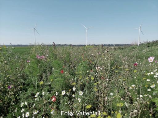blühende Wiese mit Windenergieanlagen im Hintergrund.