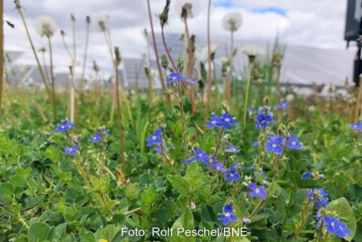 Blühende Blumen in einem Solarpark.