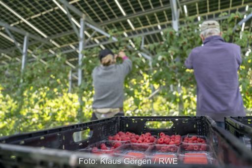 Zwei Personen ernten Himbeeren von Sträuchern unter einer PV-Anlage.