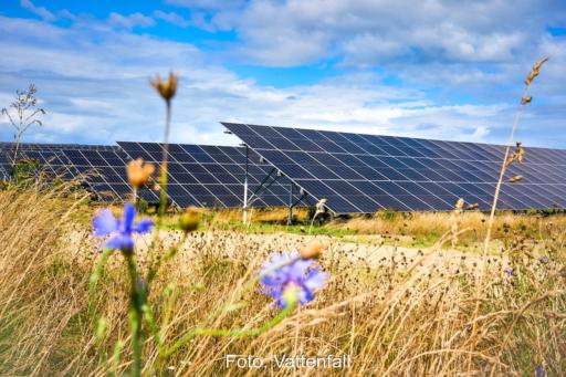 Kornblumen und Getreide unscharf im Vordergrund vor Solarmodulen, scharf im Hintergrund