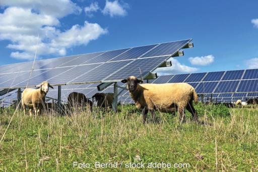 Schafe auf einer Wiese vor oder unter Solarmodulen.