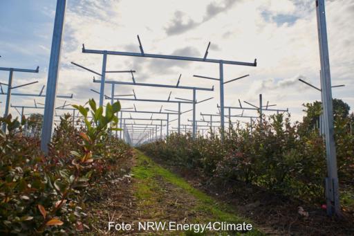 Gestelle einer Agri-PV-Anlage über Reihen von Heidelbeersträuchern.