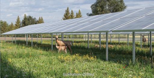 Eine Animation zeigt Damwild des Weiherhofs unter und zwischen den Photovoltaik-Modulen der geplanten Wildpark-PV-Anlage Sötern.