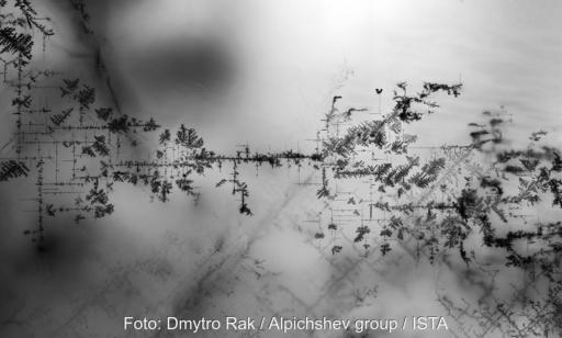 Schwarze Strukturen in einem Perowskit-Kristall, Silber macht das Netzwerk aus ladungstrennenden Domänenwänden sichtbar, das die Perowskit-Solarzellen so effektiv macht.