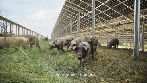 Schwein unter Solarmodulen, das Konzept TierwohlPV von Münch Energie kombiniert artgerechte Tierhaltung mit Solarparks.