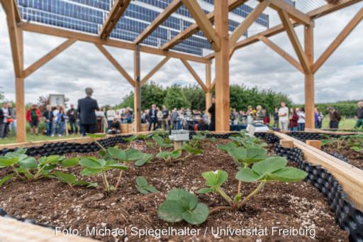 Das Foto zeigt aus Höhe der Erdbeerpflanzen auf Erde, in einem größeren Beet, unter Holzständerwerk mit darauf montierten PV-Modulen, im Hintergrund Menschen bei grau bewölktem Himmel.