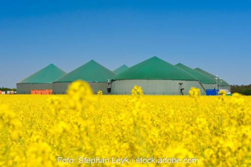 Mehrere Biogasfermenter hinter einem Rapsfeld.