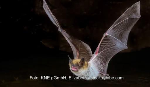 Eine Mausohrfledermaus im Flug, eine KNE-Publikation hat die Auswirkungen von Solarparks auf Fledermäuse untersucht.