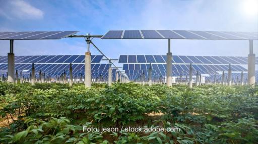 Agri-PV als Bodenschutz für Pflanzen: Das Foto zeigt aus Kniehöhe Photovoltaik-Module im Sonnenlicht über grünen Nutzpflanzen.