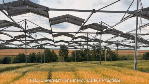 Agri-PV-Anlage mit aufgeständerten Solarmodulen über einem Getreidefeld. Zwischen den Modulreihen fällt Sonnenlicht auf die Pflanzen.
