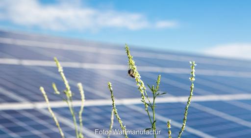 Unscharfe Solarmodule hinter Blume mit Biene, Statkraft vermarktet Solarpark mit Batteriespeicher vom Co-Location-Projekt Rümpel über Hybrid-PPA.