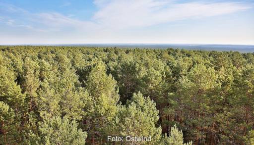 Ein Wald aus der Luft - hier soll ein Windpark entstehen.