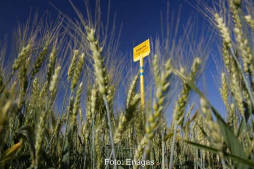 Kornfeld in Spanien mit Hinweisschild auf unterirdische Gaspipeline