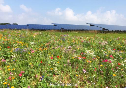 Photovoltaik-Anlage, im Vordergrund eine Blumenwiese
