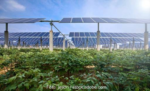 Agri-PV-Anlage mit Kräutern vor aufgeständerten Solarmodulen