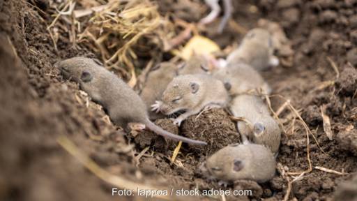 Nest von Mäusen in Acker - Symbol für Nahrung, Habitatpotenzialanalyse, Artenschutz, Windenergie