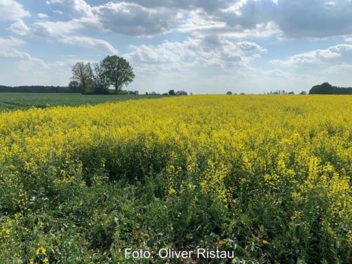 Rapsfeld unter leicht bewölktem Himmel