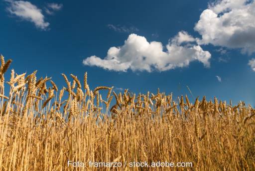 Weizenfeld mit blauem Himmel - Symbolbild für Landwirtschaft und Biogas in der Ukraine